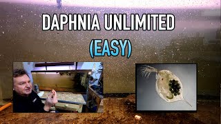 How I Raise Daphnia Water Fleas And You Can Too [upl. by Yorel]