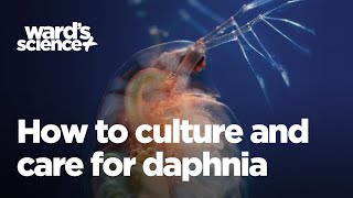 Caring and Culturing for Daphnia [upl. by Susejedairam49]