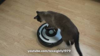 Cat shows HOW TO use iRobot Roomba Vacuum [upl. by Eitra]