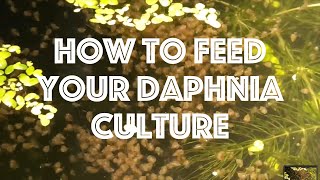 How To Feed Your Daphnia Culture [upl. by Bellanca965]