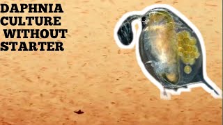 HOW TO CULTURE DAPHNIA NATURALLY WITHOUT A STARTER [upl. by Mas]