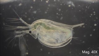 Daphnia magna under the Microscope [upl. by Lledner458]