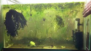 Scuds Daphnia Cherry Shrimp Copepods My aquatic food culture [upl. by Ramyaj496]