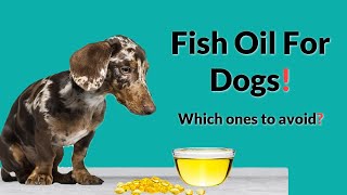 Fish Oil for dogs Which ones to avoid [upl. by Joshua717]