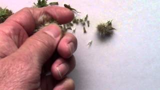 Collecting Gaillardia Seeds AKA Blanket Flowers [upl. by Aldous]