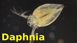 Daphnia [upl. by Paryavi82]