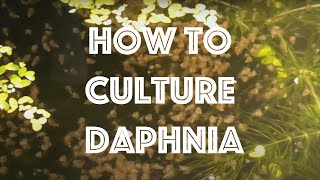 How To Culture Daphnia Magna [upl. by Agon]