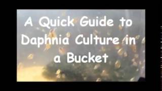 How to culture daphnia outside [upl. by Clo]