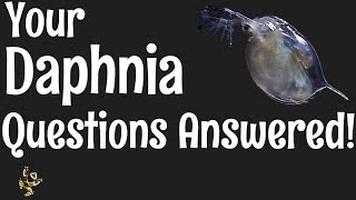 Daphnia Questions Answered [upl. by Soalokin835]