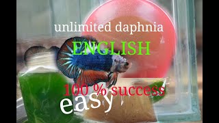 daphnia moina culture Easy way Unlimited production English  with sub Green water Chlorella [upl. by Earaj]