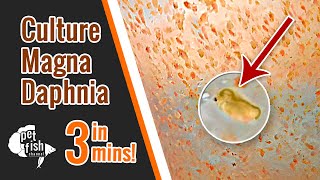 How to culture DAPHNIA MAGNA  The easy way [upl. by Llerrej]