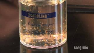 How to Care for Daphnia [upl. by Florencia]