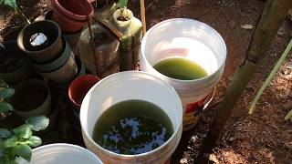 How to grow Green Water Algae [upl. by Verdi726]