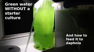 Green Water WITHOUT a Starter Culture  From Scratch  How To [upl. by Joete]