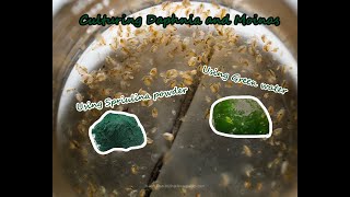 How To Culture Daphnia and Moinas using Green Water Spirulina powder [upl. by Hank]