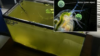 Raising Daphnia for the Freshwater Aquarium [upl. by Hay]