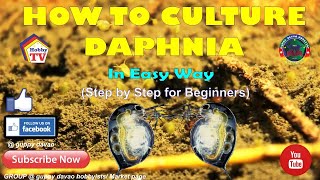 HOW TO CULTURE DAPHNIA In Easy Way [upl. by Cherie]